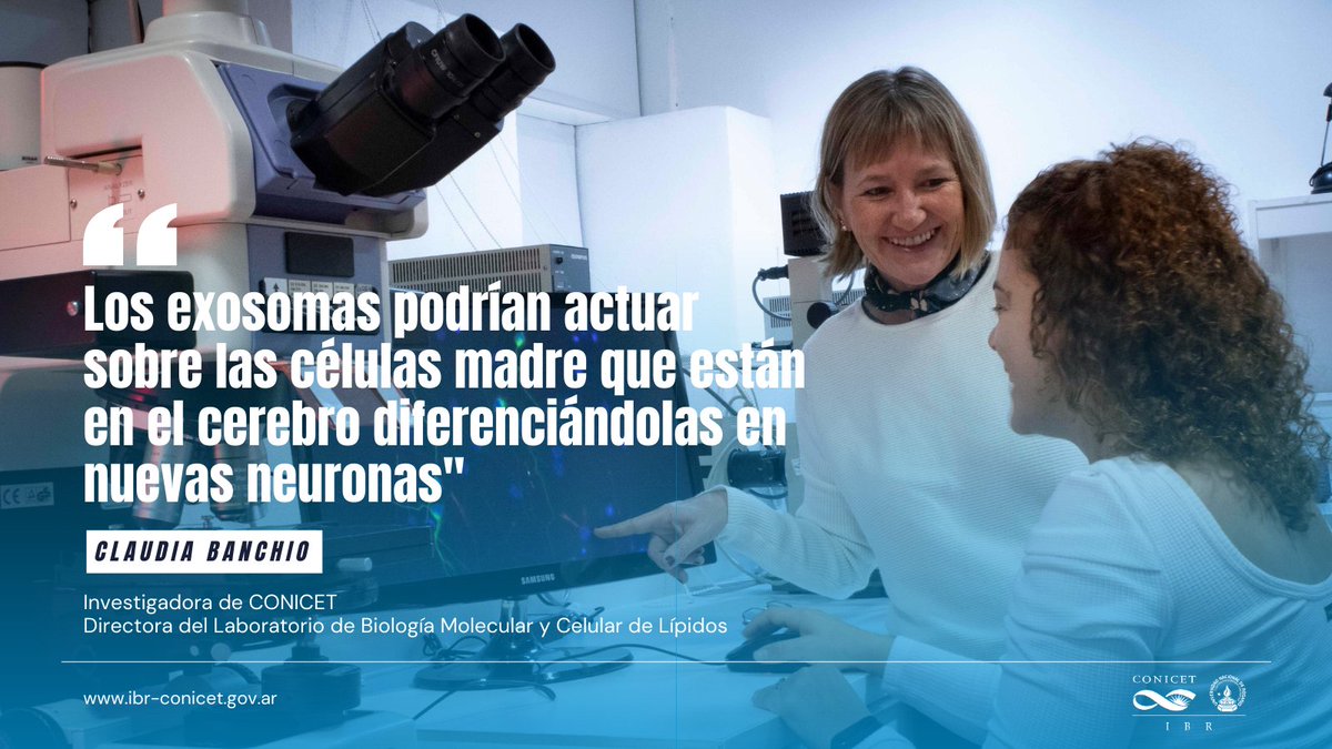 Identifican una clave para la regeneración de #neuronas 👉se trata de vesículas extracelulares producidas por las #célulasmadre del cerebro. El descubrimiento realizado en IBR impulsa el desarrollo de nuevas estrategias terapéuticas📰pagina12.com.ar/553636-un-nuev…

#cienciaargentina