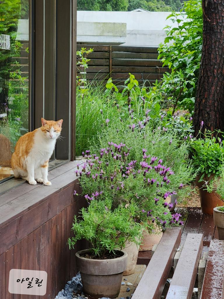 반가운 울님들 잘 지내시나요?💜싱그러운 초록의 계절에 인사드려요.현생업무에 집중하며  쫓기듯 살다보니 벌써 여름이 오네요.덕질은 숨쉬듯 하고 있어요😊저 윤기 일본 콘서트에 가요~! 가시는 분들 뎀 주세요. 공연장에서 반가운 아미님들과 인사 하고 싶어요~오랜만이라 떨리고 어색하네요😁