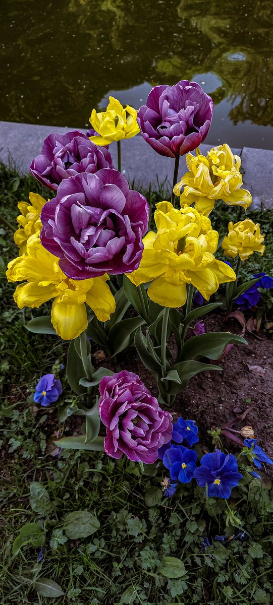MLilevskaya's tweet photo. Tulips 🌷 🌷 🌷 

#nature #NaturePhotography #naturelovers #TwitterNatureCommunity #tulips #Flowers #flowerphotography https://t.co/t3NbCehhQf