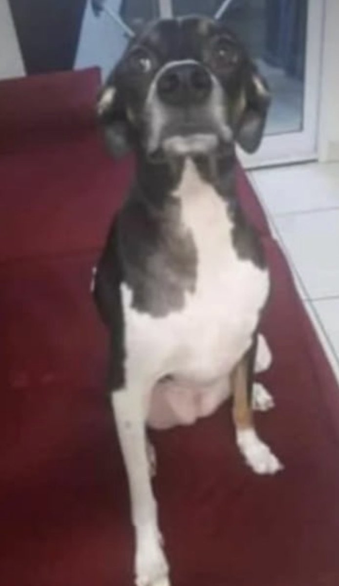 _car0lzinha's tweet image. Gente, a cachorrinha do meu primo estava sendo adestrada em Cubatão, próximo à Vila Natal e fugiu! Quem puder me ajudar, dá RT 😢