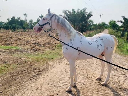 #BeautifulHorsesOfPakistan #horses #pakistan #tentpegging #team #HorseRacing #HorseRacingTips #horsepower #horseriding #horselife #horsepainting #horseshoe #ilovemyhorse #horsemanship #horseracing #horsejumping