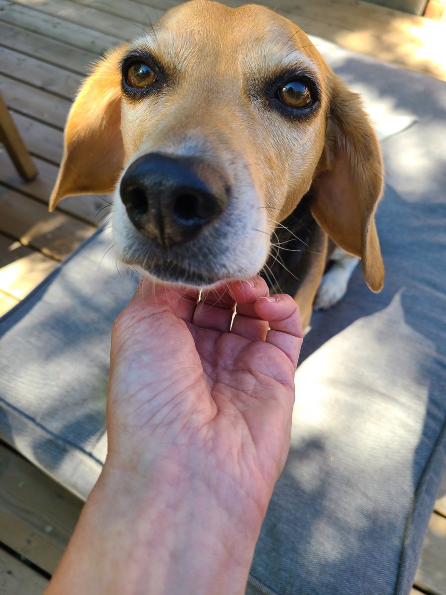 FinnBeagley's tweet photo. Dobby, the dog-elf. https://t.co/tcreiFCeH9