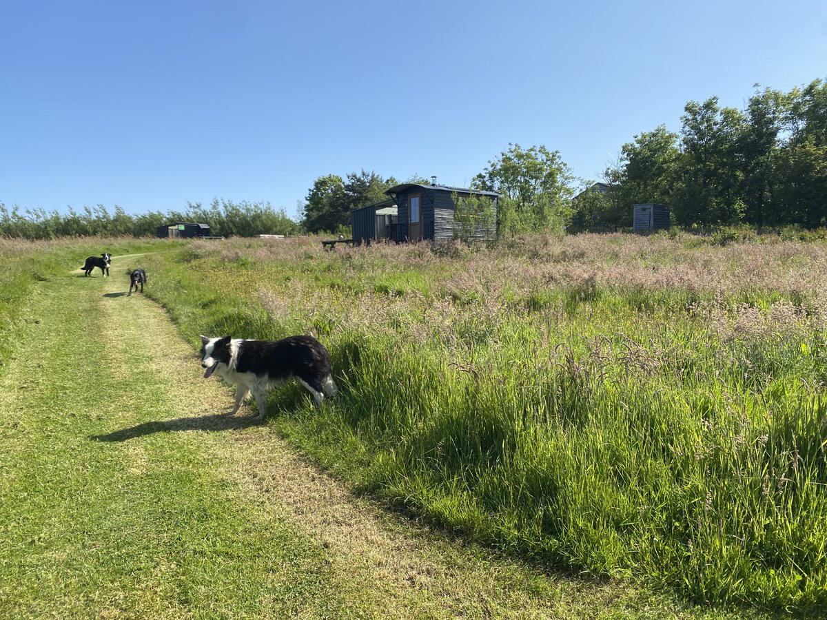gow_derek's tweet photo. Mowing paths through the meadow surrounding our shepherds huts. Wildflowers starting to take really well. Orange tips, brimstones and red admirals in abundance. Stunning views of Bodmin and a cosy area for communal BBQs, Pizzas and cider. https://t.co/Fn8o0gRyZH https://t.co/tc1OGflDCQ