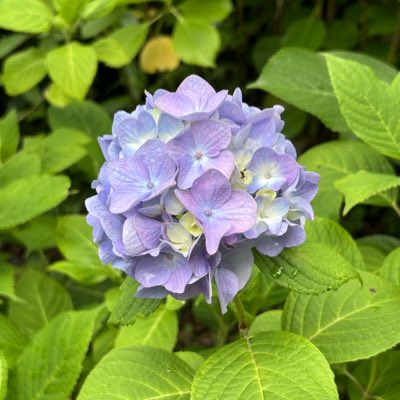 kiwayami1's tweet photo. #新しいプロフィール画像 https://t.co/SHh6W9zGb2