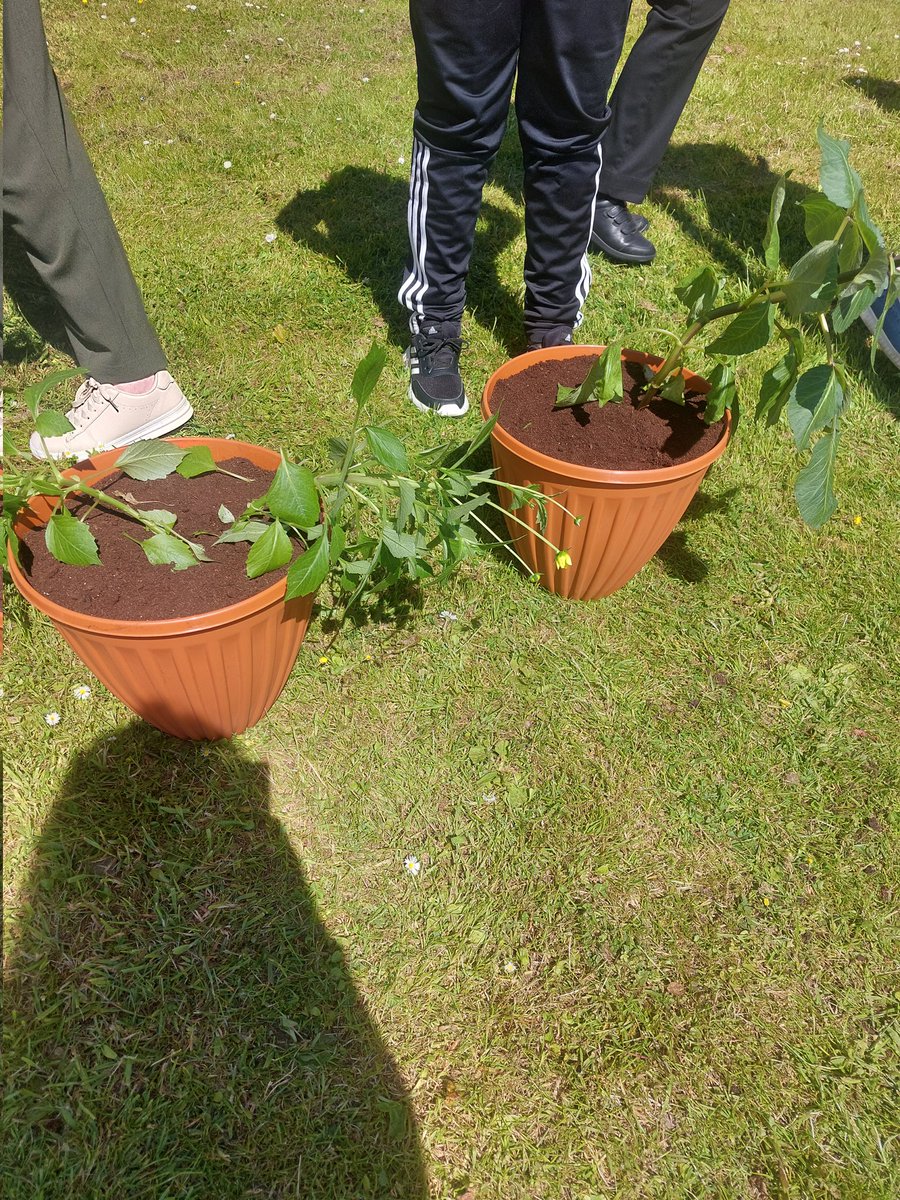 We had to put our plants that we planted a few weeks ago in bigger pots today! Well done boys for looking after them so well! #outdoorclassroom#outdoorlearning#learningforlife#watchthemgrow @StJosephsDerry