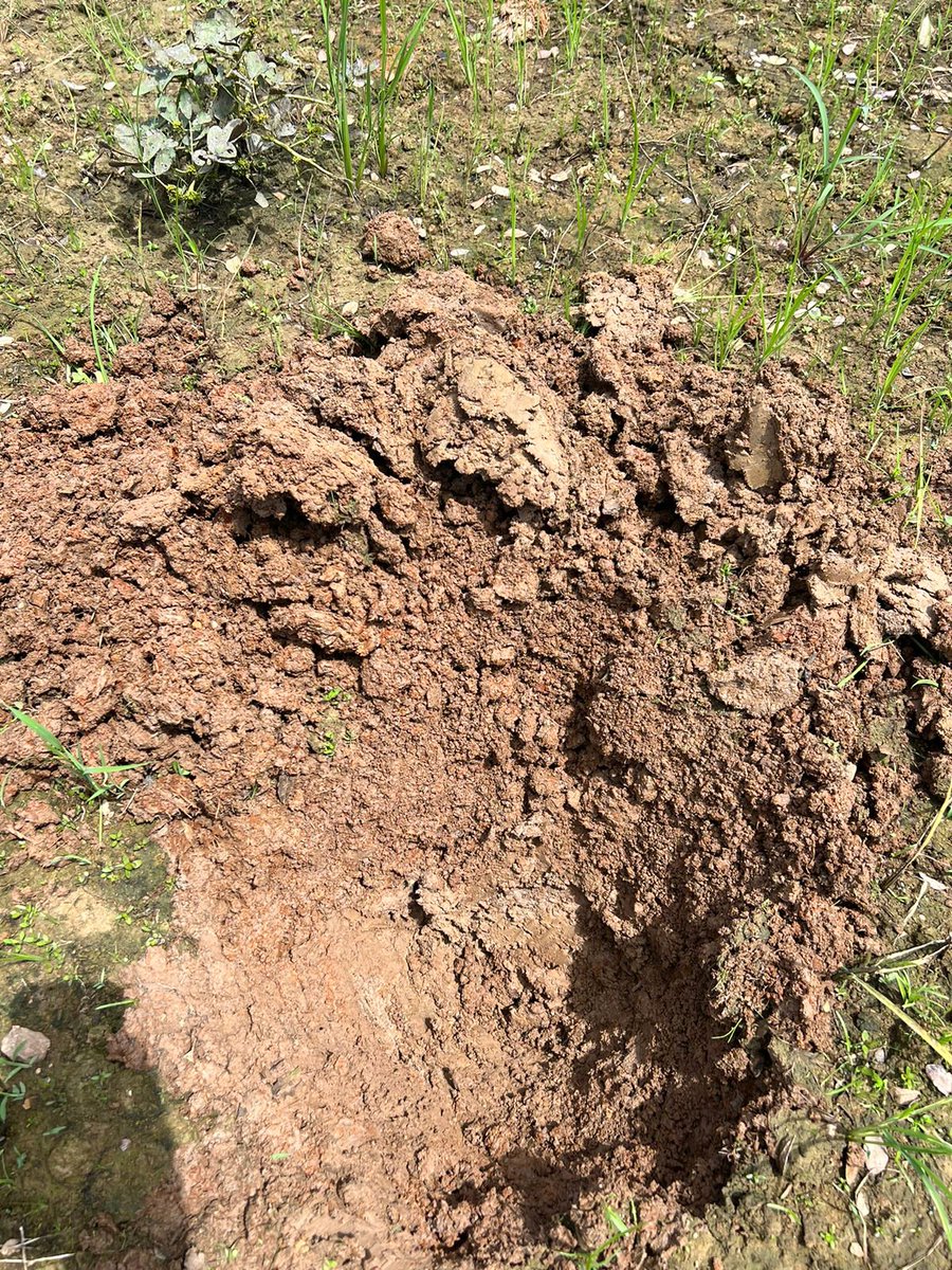 FLAR🌾🍚 (@arrozflar) on Twitter photo El recorrido inició en Santa María, en la finca Los Llanos <a href="/conagrosemillas/">conagrosemillas</a>, allí, junto al técnico Manuel Quintero, valoró la capacidad de drenaje del suelo, la cantidad de agua disponible para irrigación y la maquinaria, con el fin de conocer si el área es apta para rotación👇 El recorrido inició en Santa María, en la finca Los Llanos <a href="/conagrosemillas/">conagrosemillas</a>, allí, junto al técnico Manuel Quintero, valoró la capacidad de drenaje del suelo, la cantidad de agua disponible para irrigación y la maquinaria, con el fin de conocer si el área es apta para rotación👇