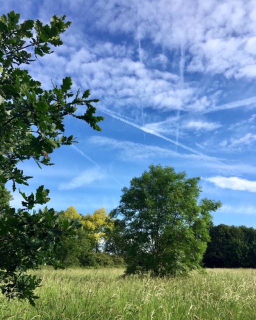 We're so spoilt for choice! The rare and sussurating #Aspen grove, #EnrequitaRyland's #BlackPoplars, the mystical #hawthorn, millenium #oaks, or the gnarled and ancient #elders - something else? Let them know <a href="/BBCr4today/">BBC Radio 4 Today</a> #natureconnection  #SaveRyebankFields pics: <a href="/TherapyUpNorth/">Jay_Therapy Up North</a>