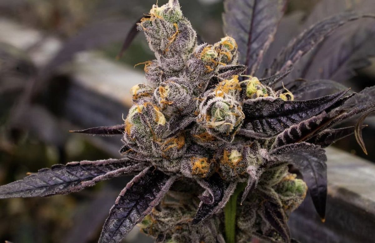 VeraArifulis's tweet image. FRESH DROP ALERT. Cherry Do-Si-Dos is ready for you.🍒🍒
Phantom Cookies (a Cherry phenotype) x Do-Si-Dos
35.6% Total Cannabinoids •
Just wait until you try this Indica Hybrid.. relax to the max #CannabisCommunity #cleangreen #indoorgrown #420friendly #sustainable