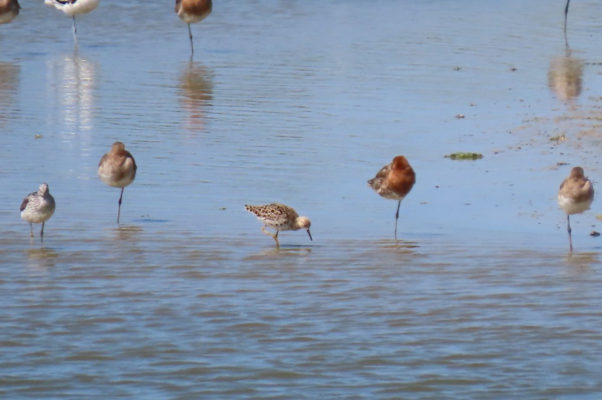 Ruff on Ferry Pool this morning, alongside Black-tailed Godwits. @SelseyBirder @rspb