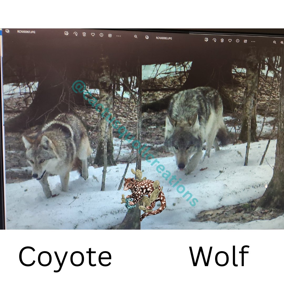 Great example on one of our game cameras showing the difference between a wolf and a coyote.