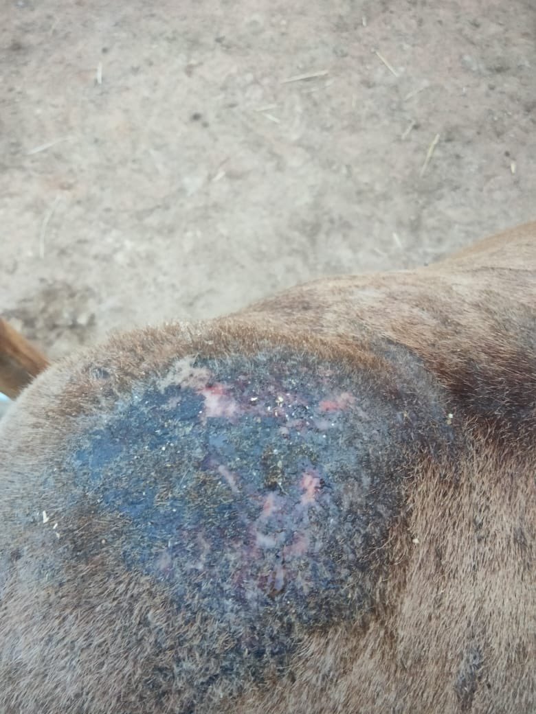 sanatana57's tweet photo. @Min_FAHD,@Dept_of_AHD @dahvsodisha , @farddept , @Ganjam_Admin , @CMO_Odisha : A 6 mnth old calf is in pain from unknown disease. We are requesting several times to the local veterinary doctor. But he is not visiting and responding to us. Village: Sundarapur, Chhatrapur, Ganjam. https://t.co/zlcEBbzxsH