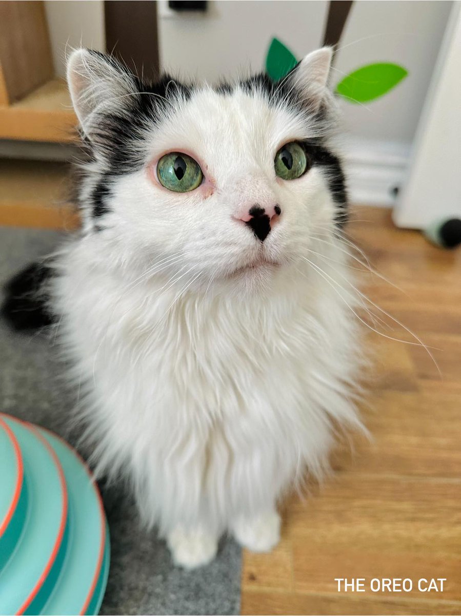 “Life can sometimes be tough, but so can a steak if you cook it too long.” ~ Oreo 🥩

#theoreocat #CatsOfTwitter #catlogic