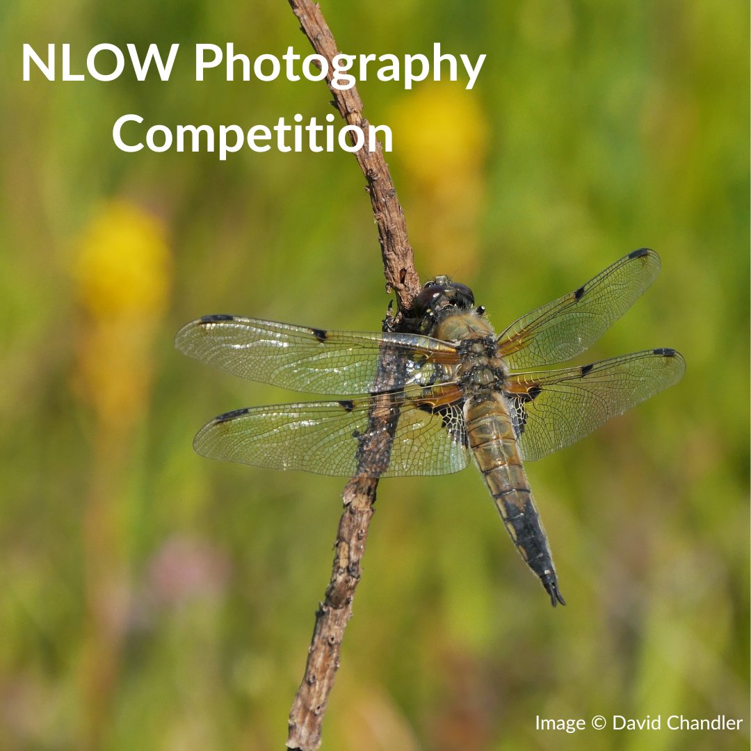 Our #photography competition is open! 📸

To find out how to enter visit: newlifeoldwest.org.uk/photo-competit…

<a href="/RSPBEngland/">RSPB England</a> membership to be won in both categories (under 18s &amp; over 18s)!

Entries close 31st August 2023.

#newlifeoldwest #cambridgeshirefens #nature #wildlifephotography