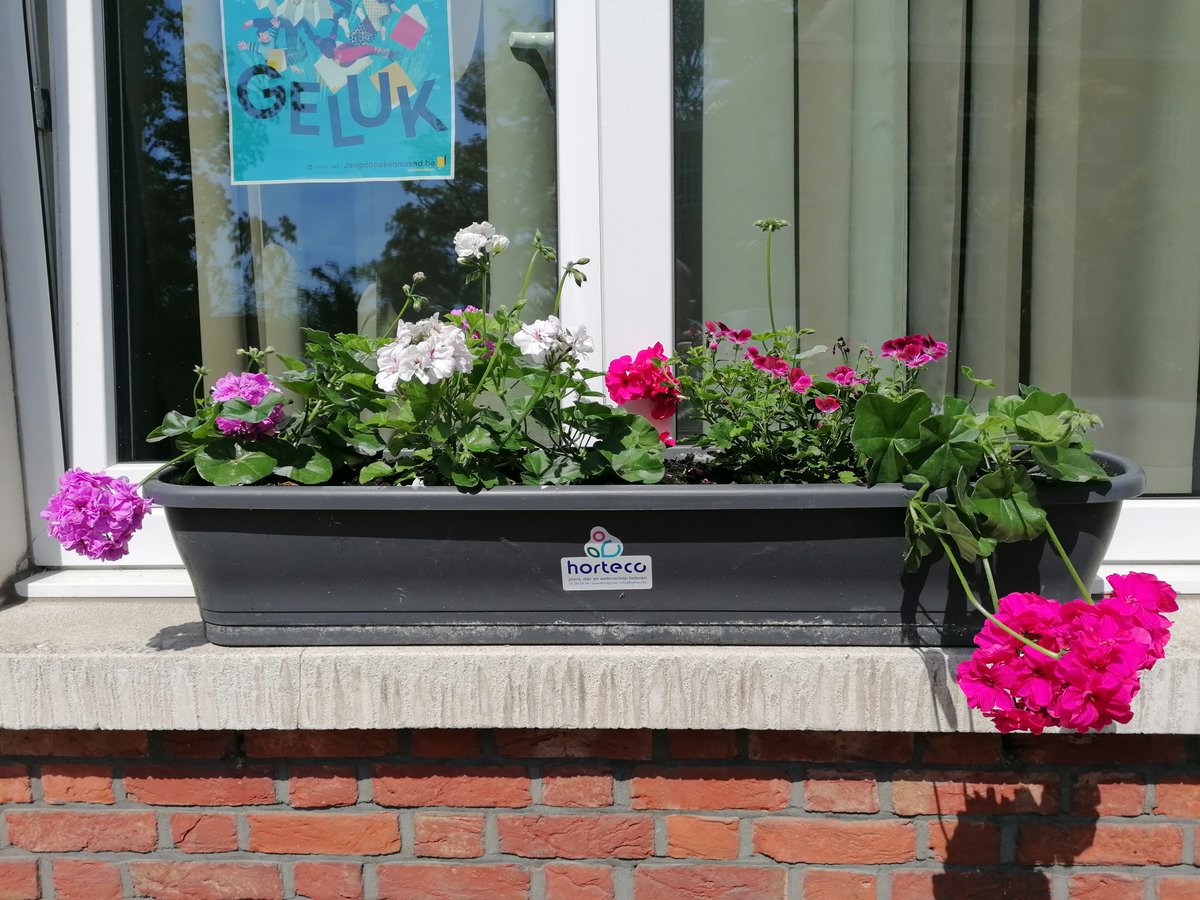 BAPitzemburg's tweet image. Het mooie weer van de afgelopen dagen vraagt om nieuw planten op onze vensterbanken. Met dank aan de leerlingen van de afdeling Bloementeelt van #Horteco voor deze zomerse kleurenpracht. @GO_onderwijs #helemaalGO