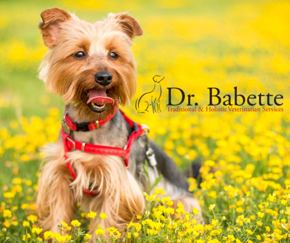 Please check out our website we have some amazing products!  bit.ly/3uuBGeq

'There is no psychiatrist in the world like a puppy licking your face.' — Ben Williams

#veterinarymedicine #dog #regerativemedicine  #healthcare #medicalservice #pethealth #veterinarian