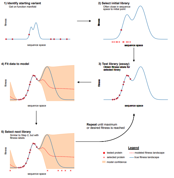 We wrote a book chapter on Machine learning for protein engineering!

<a href="/kadinaj/">Kadina Johnston</a> Clara Fannjiang, Bruce Wittmann @brianhie <a href="/ZvxyWu/">Zach Wu</a> 

arxiv.org/abs/2305.16634