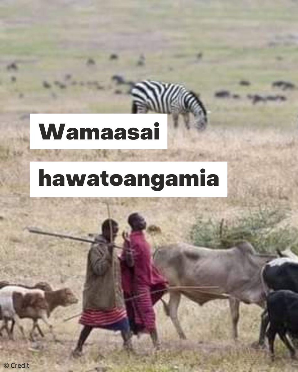 EU member states fund nature conservation in Tanzania, while Tanzanian government measures abuse the human rights of local communities. The Maasai ask donors to remember human rights obligations.
pingosforum.or.tz/speakers-tour-…
#MaasaiShallNotDie #DecolonizeConservation #OurLandOurLife
