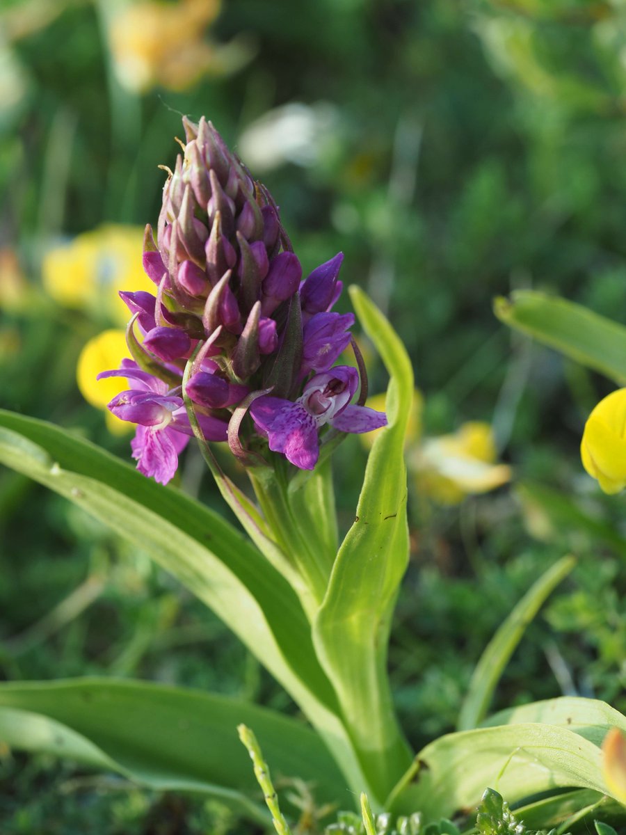 orchidnewbie1's tweet photo. Dactylorhiza praetermissa (at least that's what I think they are...), Glamorgan (28/05/2023) https://t.co/fc1K0dgAup
