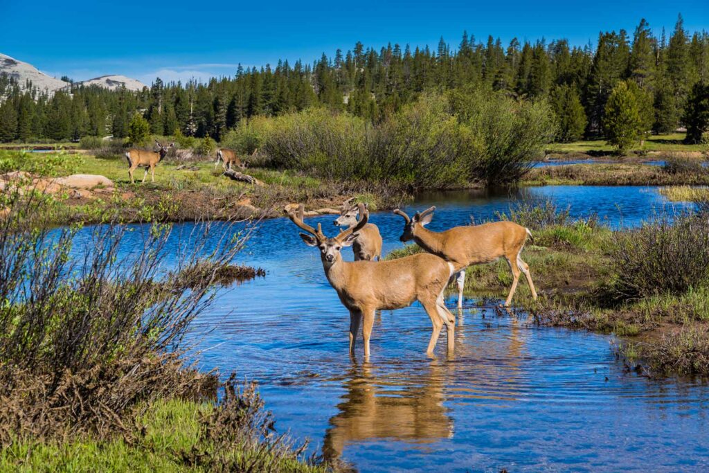 PPICNotes's tweet image. 🔸ICYMI🔸 Last week's analyses: A look at the college #GenderGap in CA, who voted in #Election2022 and what does it mean for #Election2024, an examination of the #CALaborMarket, &amp;amp; @PPICWater discusses safeguarding CA's freshwater ecosystems.   

More: bit.ly/3JThNEI