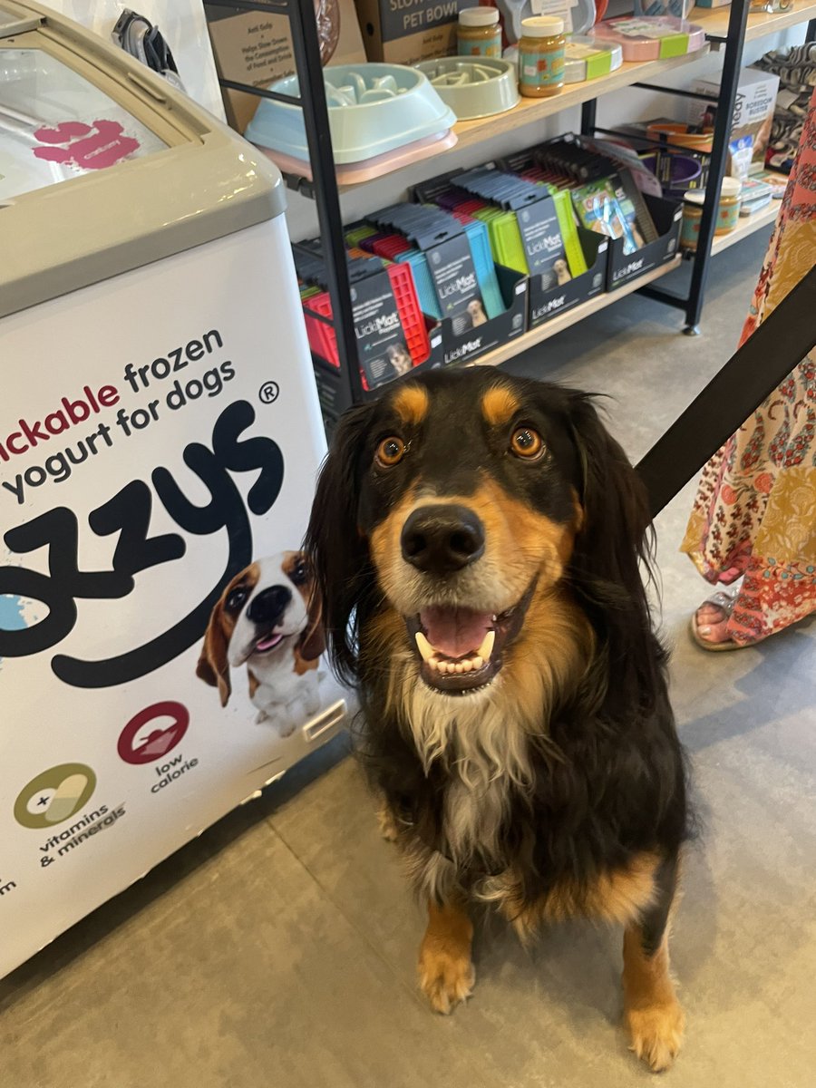 MurphyandBailey (@murphyandb) on Twitter photo Ty patiently waiting for his <a href="/frozzysfordogs/">Frozzys for Dogs</a> available in store as singles or four packs #belfast #dogfriendlyni <a href="/BelmontRoadBelf/">Belmont Road Belfast</a> <a href="/BelfastHourNI/">#BelfastHour</a> Ty patiently waiting for his <a href="/frozzysfordogs/">Frozzys for Dogs</a> available in store as singles or four packs #belfast #dogfriendlyni <a href="/BelmontRoadBelf/">Belmont Road Belfast</a> <a href="/BelfastHourNI/">#BelfastHour</a>
