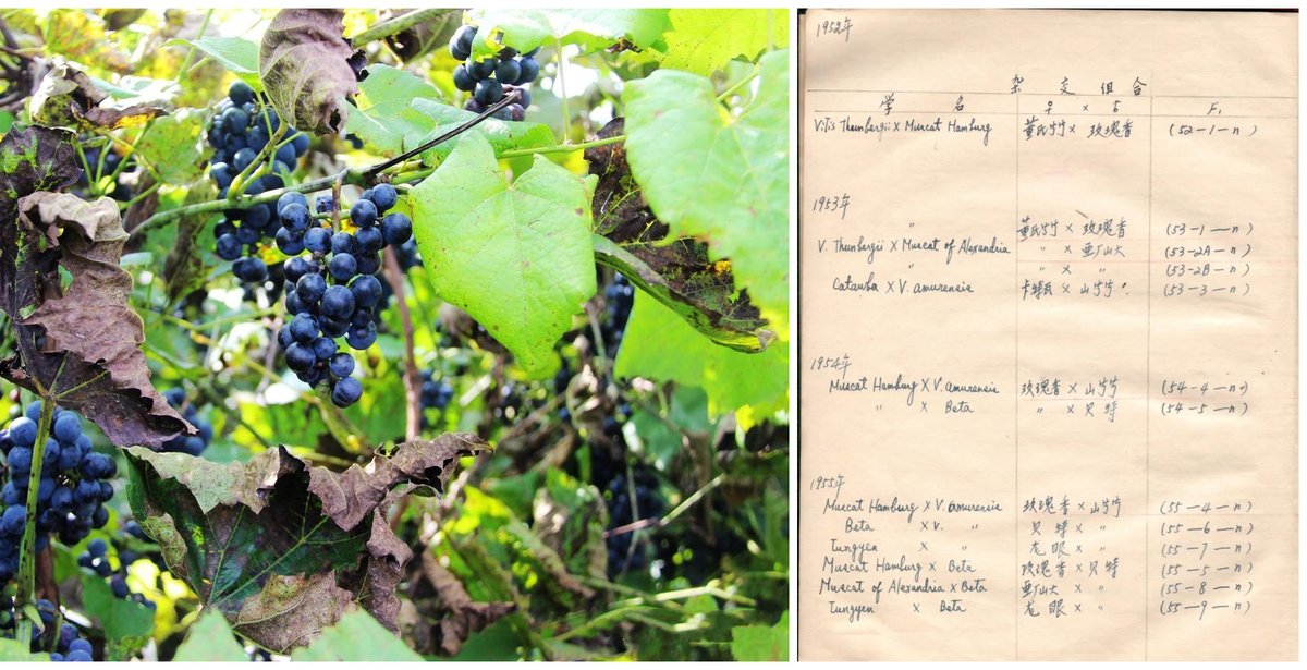 Terroir Sense Wine Review tweet media