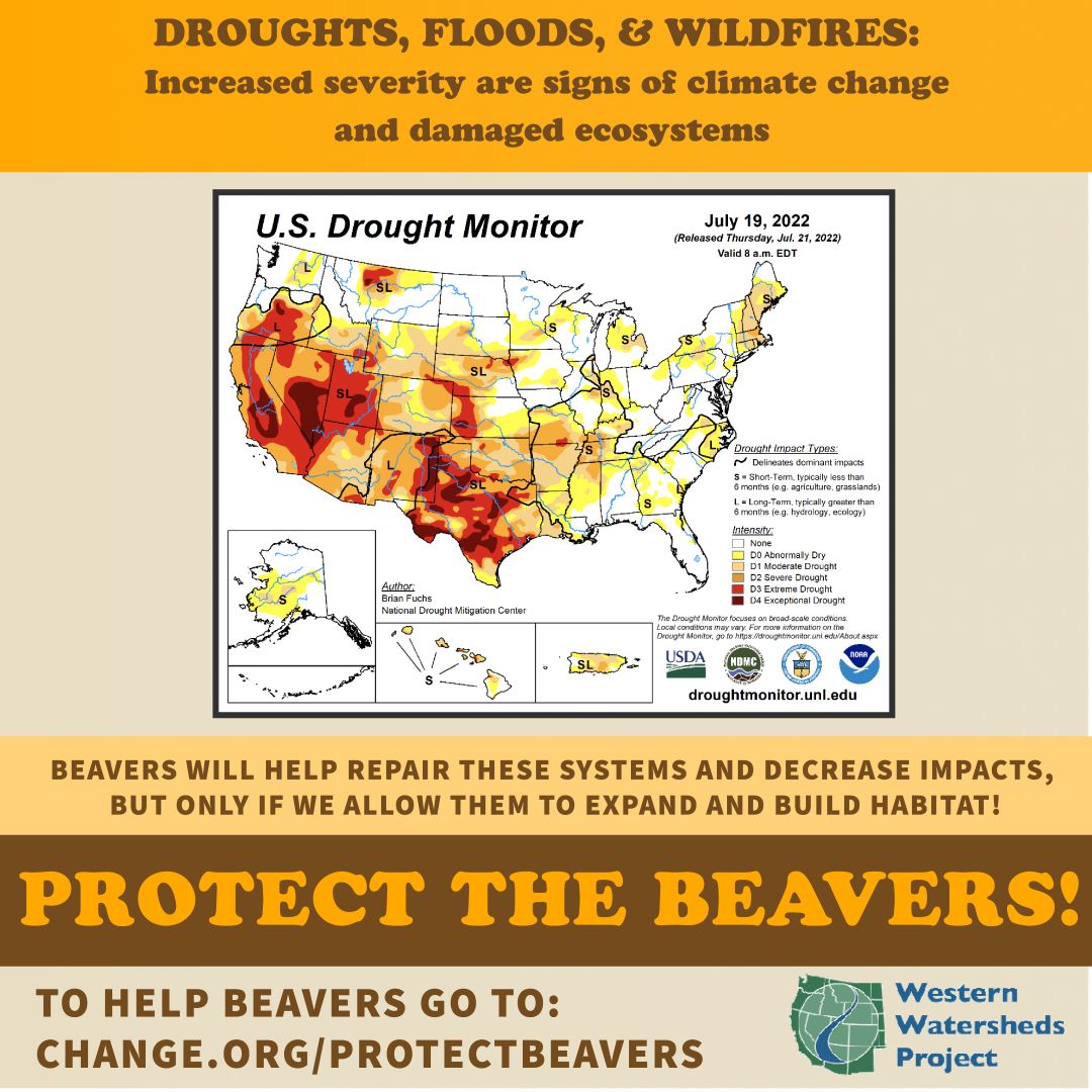 To help protect #beavers go to: Change.org/ProtectBeavers
