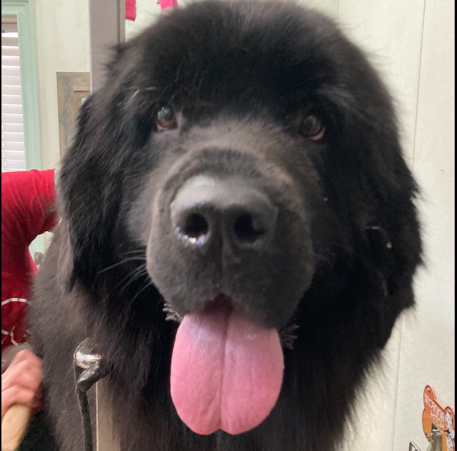 CrossRdsCampus's tweet photo. Happy Tongue Out Tuesday from Crossroads grooming client Ferdi.
#TongueOutTuesday #happydog #dogsofnashville #dog #happypet #615 #love #happy https://t.co/CXBLqU4hWC