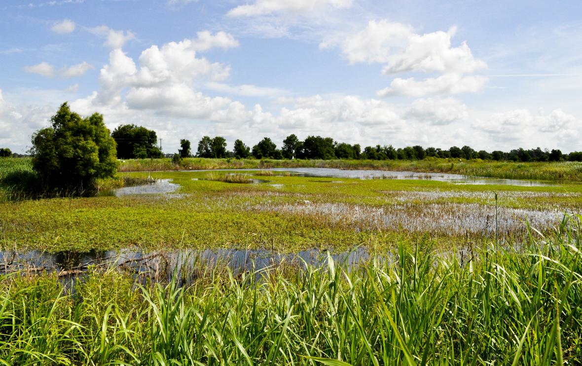 Healthy wetlands offer so many benefits to plant, animal, and human communities. Check out our video celebrating why our wetlands matter! ow.ly/I0kF50OukL2 #AmericanWetlandsMonth