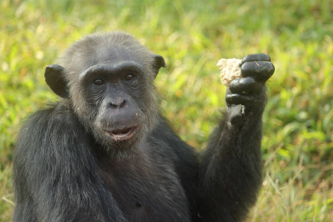 ngambaisland's tweet photo. Facts about Chimpanzees!
#Chimpanzees at the Sanctuary are fed avariety of foods like fruits and vegetables, posho and millet porridge. They are fed four times a day. #support #feedachimp #save
Visit|https://t.co/Q5bDn80Z5l https://t.co/Wj4EwUerW5