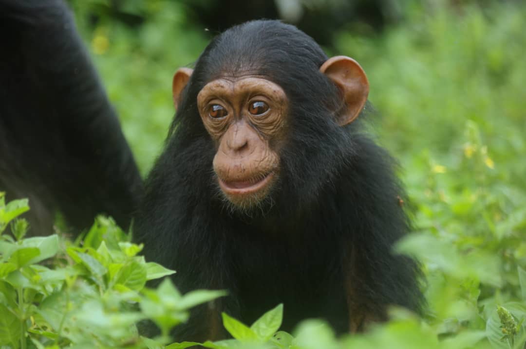 ngambaisland's tweet photo. Facts about Chimpanzees!
#Chimpanzees at the Sanctuary are fed avariety of foods like fruits and vegetables, posho and millet porridge. They are fed four times a day. #support #feedachimp #save
Visit|https://t.co/Q5bDn80Z5l https://t.co/Wj4EwUerW5