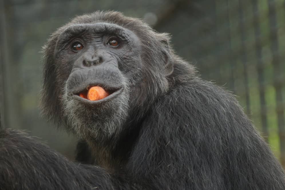 ngambaisland's tweet photo. Facts about Chimpanzees!
#Chimpanzees at the Sanctuary are fed avariety of foods like fruits and vegetables, posho and millet porridge. They are fed four times a day. #support #feedachimp #save
Visit|https://t.co/Q5bDn80Z5l https://t.co/Wj4EwUerW5