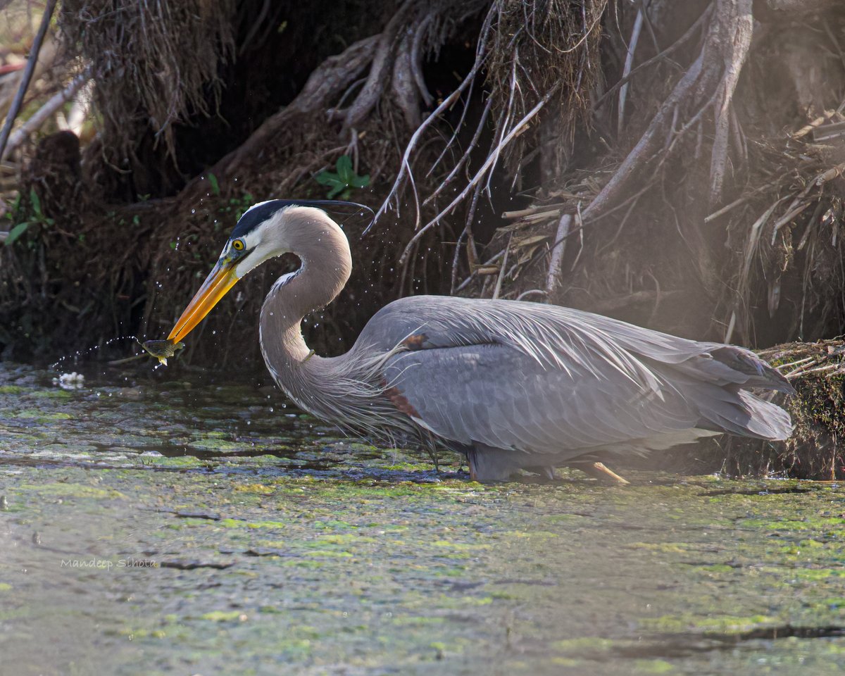 There’s a small marsh area where I live so just an appetizer for this GBH😊 #birds #birding #birdsinwild #Smile #birdphotography #twitterbirds #IndiAves #birdsoftwitter #twitternaturecommunity #twitternatirephotography #Canon #Canonphotography #shotoncanon