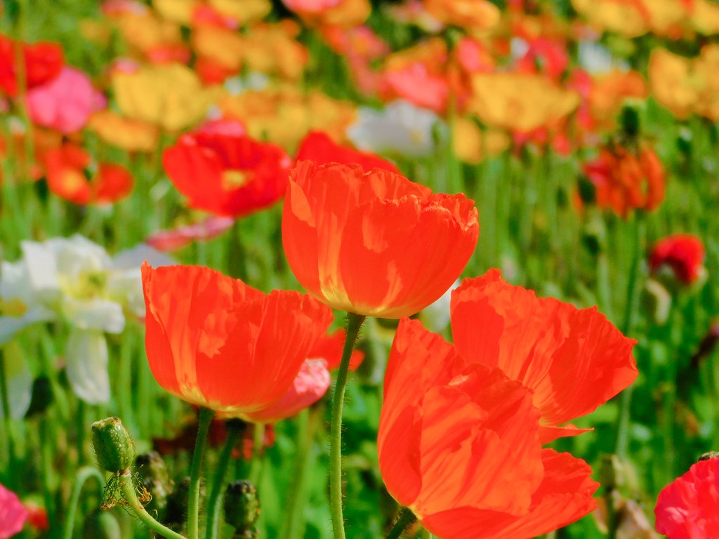 #いばらきフラワーパーク
#IBARAKIFLOWERPARK
#花 #flower #はなまっぷ
#ポピー #poppy
#TLを花でいっぱいにしよう 
#茨城県 #石岡市
2023.5.3撮影📷✨