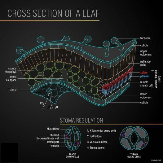 Guard cells are located in the leaf epidermis and form stomatal pores. They regulate CO2 influx and water loss of plants to the atmosphere.
#cannabistesting #puremichigan #cannabisculture
#cannabisofmichigan #michigangrown
#cannabiscommunity #cleancannabis
#Cannatomy