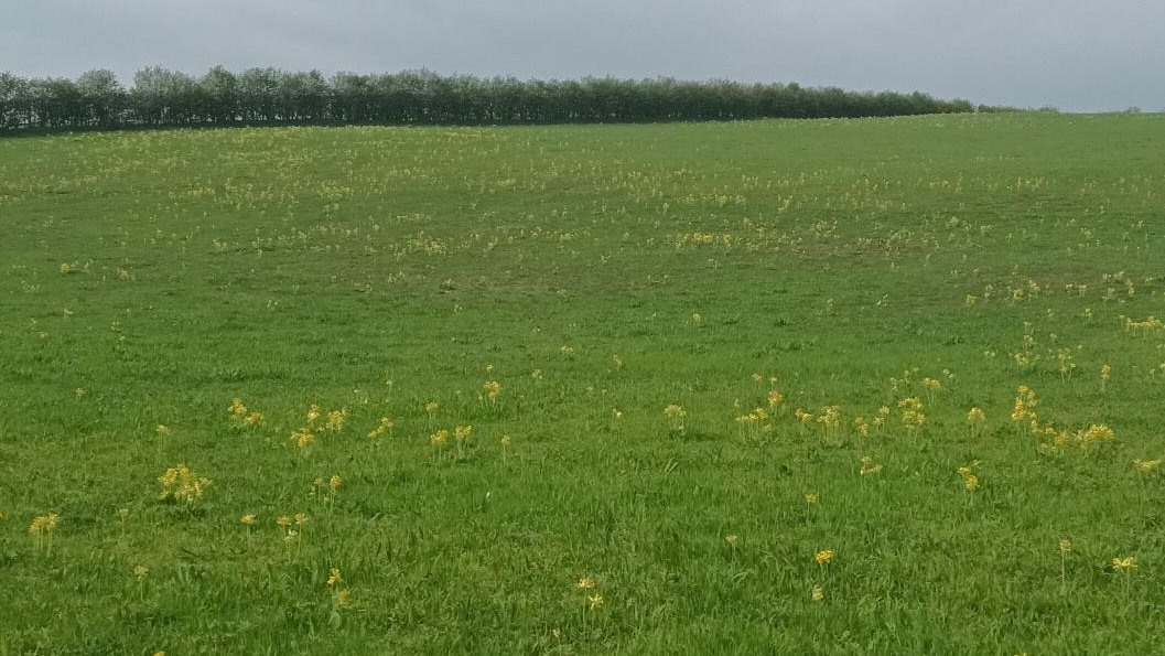 Where, we wonder, will Shakespeare's Ariel lie now that the cowslips are over for another year?