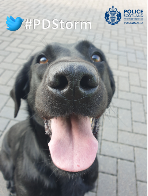 PSOSDogs's tweet photo. A great day's training for #PDStorm and #S371 today in Aberdeen. Storm is a black labrador & is one of our drug-detection dogs. Her shiny nose is one of our best weapons against drug supply & it's good to "keep the skills up". A well-deserved drink and a toy now!
#TheNoseKnows https://t.co/8ZJwBLzXlg