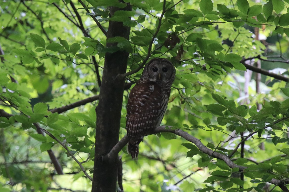 This guy/gal loves this limb...  Seems to be his/her favorite spot in our yard. #SpectrumNews1 #BarredOwl