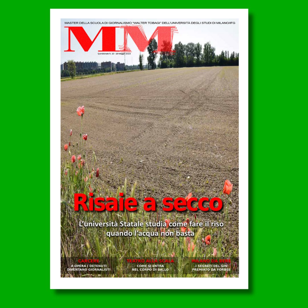 La_Sestina's tweet image. 🔴 La decima copertina di MM #quindicinale del Master in giornalismo @wtobagi è dedicata alla ricerca @LaStatale per coltivare il #riso quando l’acqua non basta 🌾  lasestina.unimi.it/inserti-e-mult…