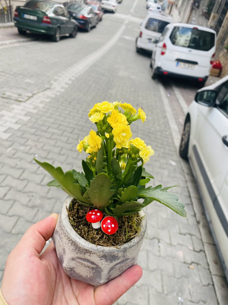 Rcevik5's tweet photo. Çiçeklendik 🥰 https://t.co/RABJTClp0u