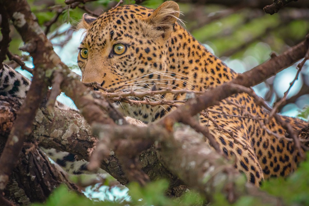 That’s one crazy look by Sweet Devil Fig | Olare Motorogi | Kenya
#bownaankamal #nikon #africanleopards #mammalsofafrica #jawsafrica #naturephotography #nature_brilliance #jaws_wildlife #kenyawildlife #animalelite #natgeoyourshot #natgeophotography #wildlifelovers #nikontop