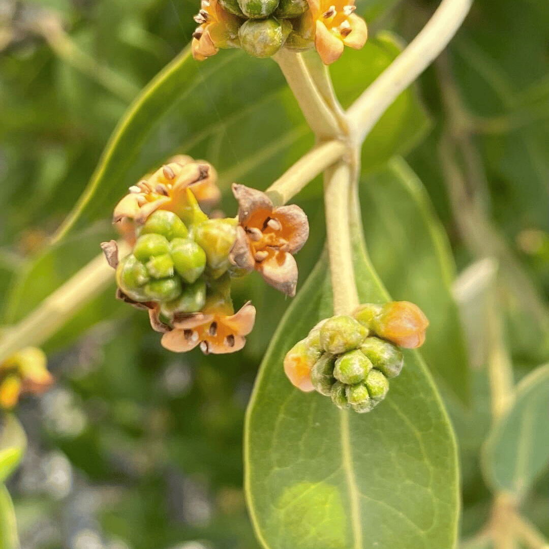 Dendra Systems tweet media