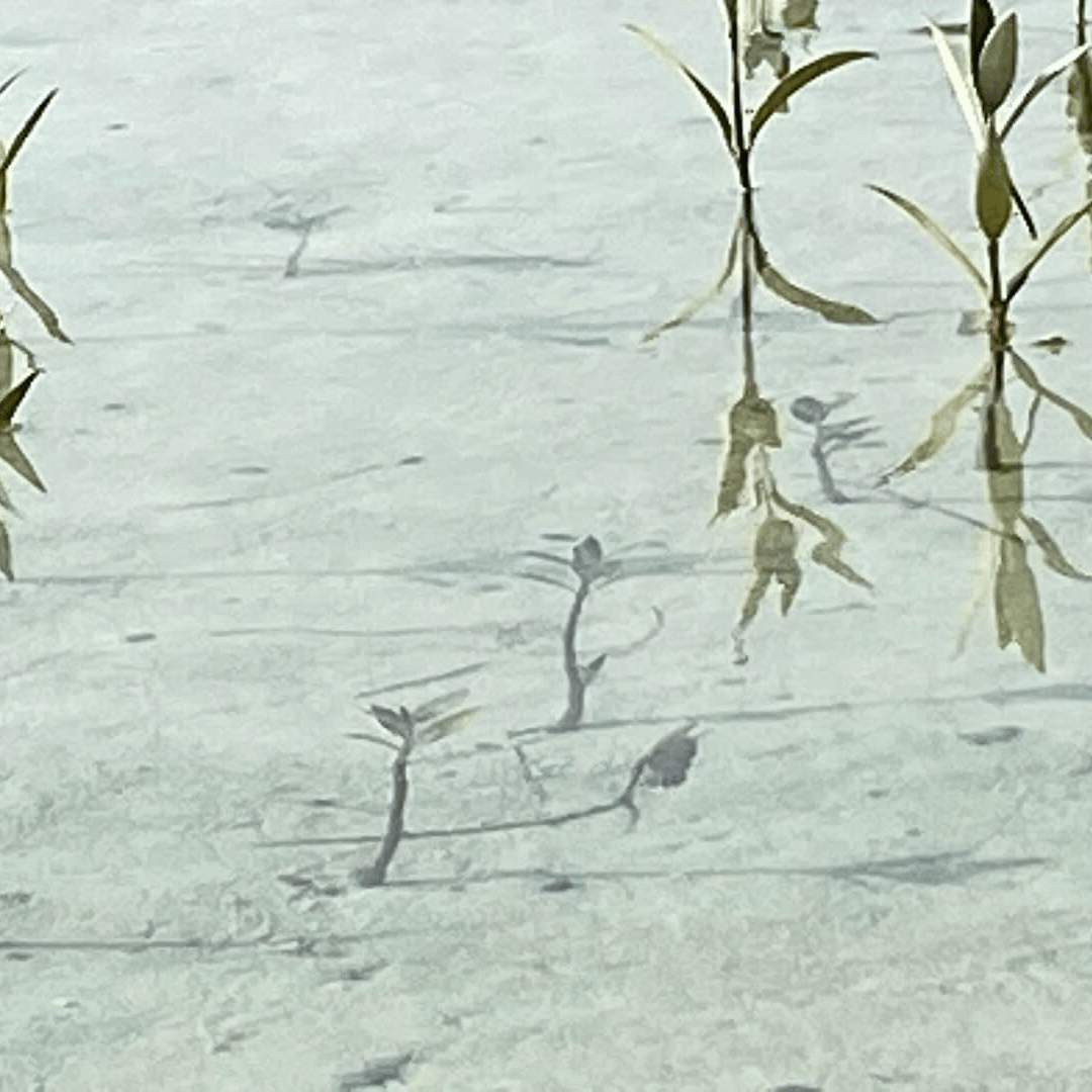 Dendra Systems tweet media