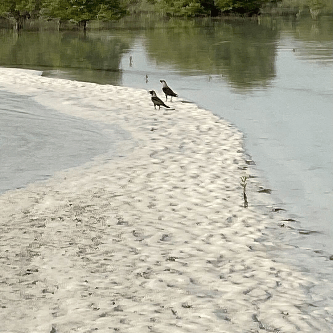 Dendra Systems tweet media