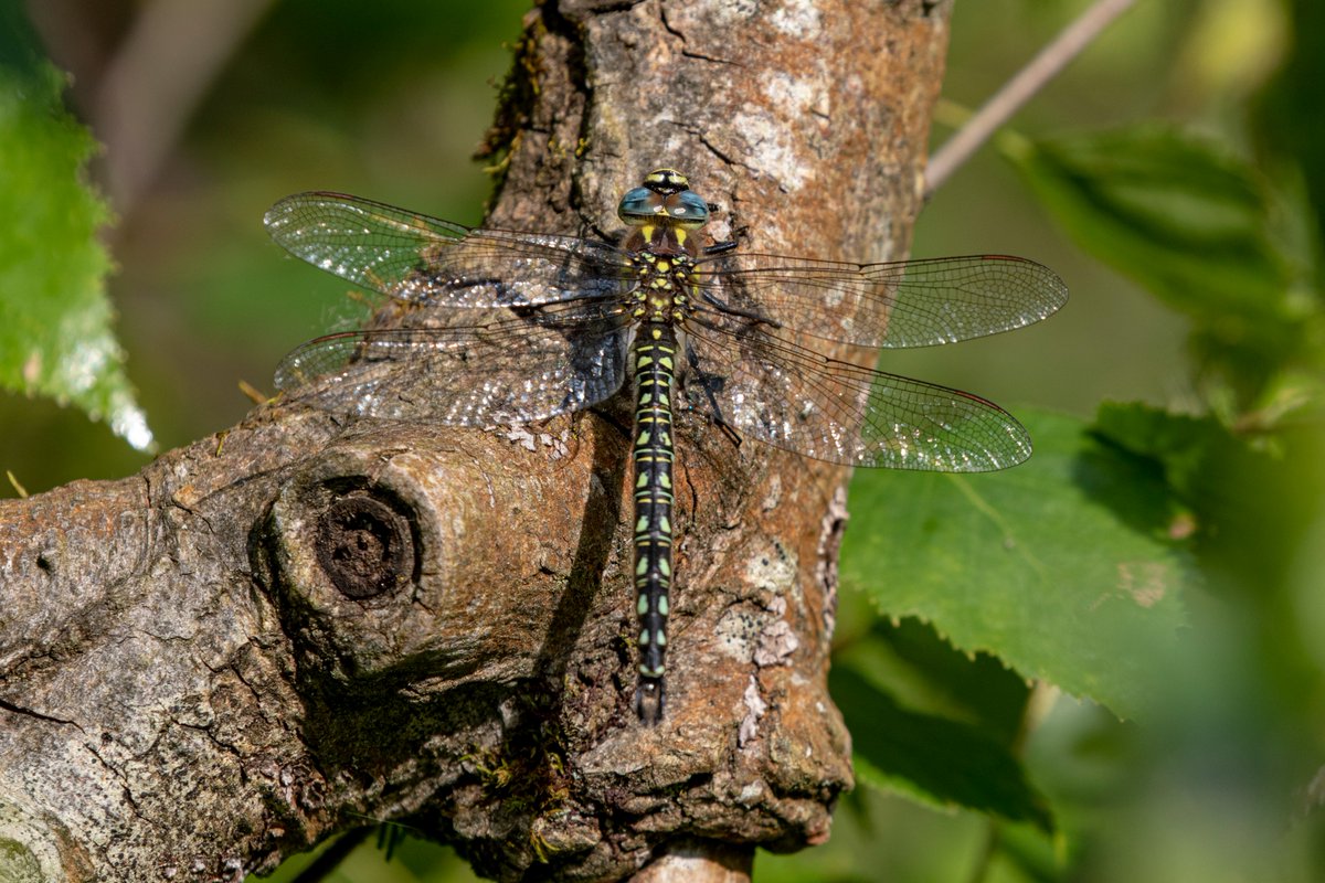 Hairy Dragonfly shots taken over the bank holiday weekend at Lower Moor Farm in Wiltshire. <a href="/CWPBirds/">CWP Birds</a> <a href="/cwpbirder/">Jonathan Mercer</a> @BenCWP <a href="/NatureUK/">NatureUK</a> <a href="/BBCSpringwatch/">BBC Springwatch</a> #Springwatch <a href="/WiltsWildlife/">Wilts Wildlife Trust</a> <a href="/BDSdragonflies/">British Dragonfly Society</a>