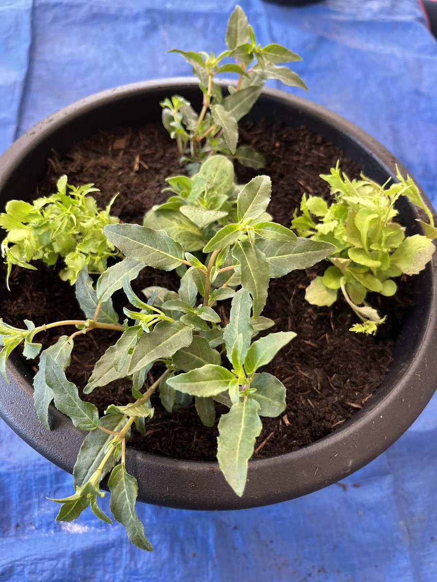 Container Potting Course With the lovely Angie today <a href="/MaryFrancesTrst/">Mary Frances Trust</a> &amp; <a href="/WEAadulted/">The WEA</a> 
Here are some the pictures from class… a good watering and then wait for the flowers to bloom 🌸🌺🪻🌼🌻