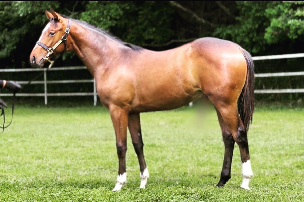 九州セール上場馬
ジョウノマドンナ22
父ベストウォーリア
母父ダンスインザダーク
体高151cm 胸囲165cm 管囲18.5cm
台付価格300万円（予定）
※大人の事情により一部写真を加工しております。目を凝らさずご覧ください。
