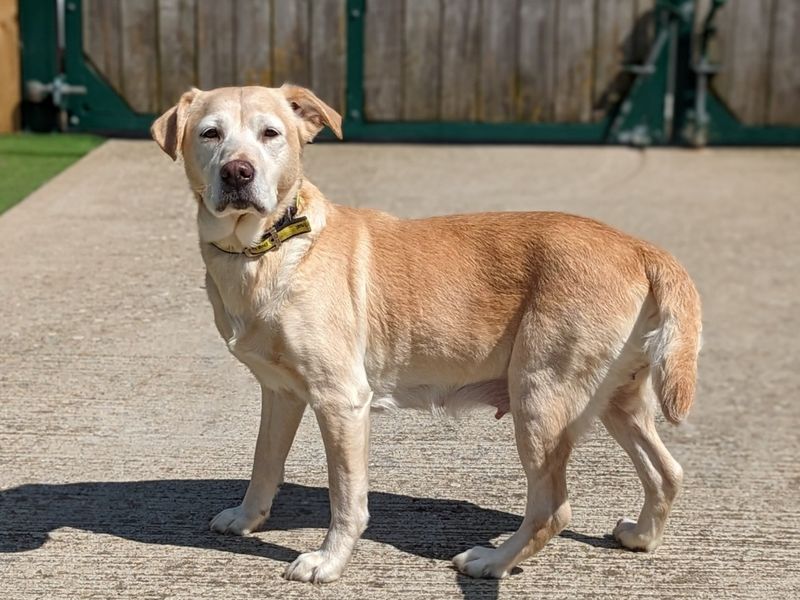 Please retweet to help Kyrie find a home #LOUGHBOROUGH #UK 

Affectionate Crossbreed aged 9, she can live with children aged 12+. She needs to be the only dog but can live with a cat 😺 ✅

DETAILS or APPLY👇
dogstrust.org.uk/rehoming/dogs/…… 
#dogs #cats