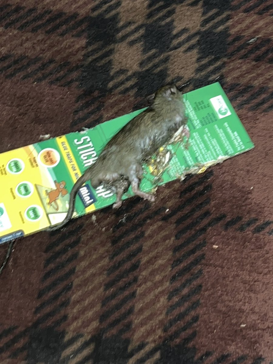 Experienced a shocking incident last night at AMB VIP (Screen 5). A half-alive bandicoot (pandikokku) on a sticky pad managed to crawl onto my daughter's comforter. She tried to pull it, not realizing the grim reality.

Seeing the poor creature in such a state, she was absolutely