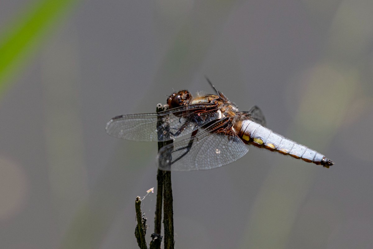 A male Broad-bodied Chaser at Ravensroost in Wiltshire <a href="/BDSdragonflies/">British Dragonfly Society</a> <a href="/NatureUK/">NatureUK</a>
<a href="/BBCSpringwatch/">BBC Springwatch</a> #Springwatch @BenCWP <a href="/cwpbirder/">Jonathan Mercer</a> <a href="/CWPBirds/">CWP Birds</a>