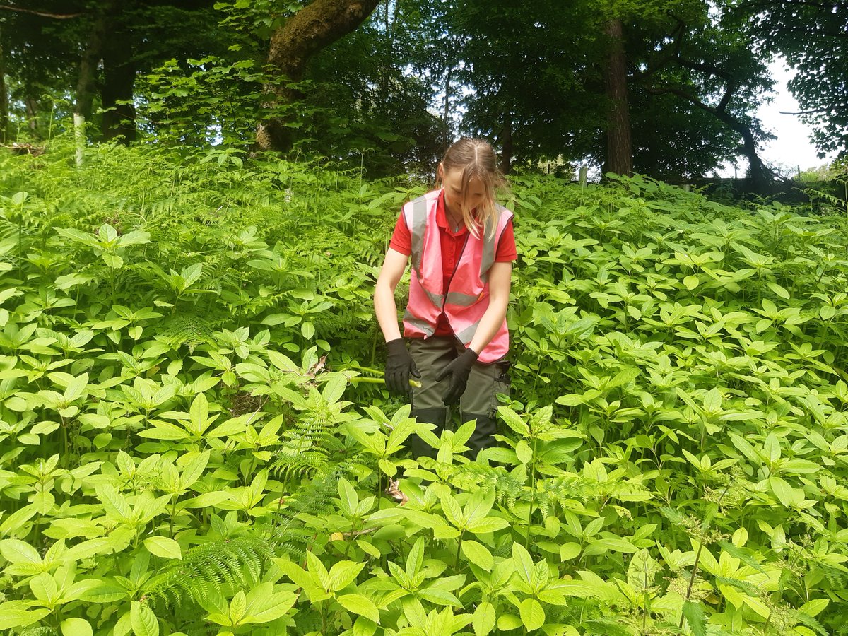 Want to get involved with some hands on conservation work? Our partners @slowtheflow_UK are running their regular volunteer day with our rangers this Sunday. We'll be removing Himalayan Balsam, an invasive species which increases flood risk. Find out more; slowtheflow.net/you-can-volunt…